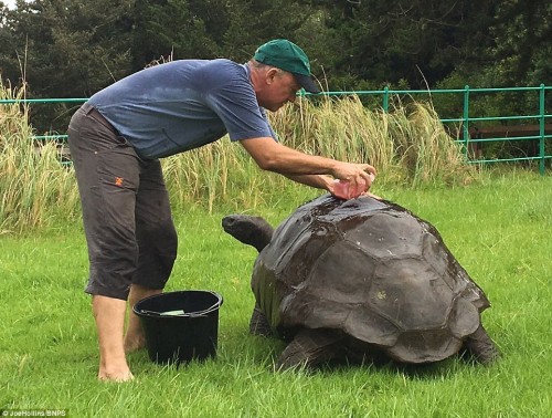 Jonathan được đưa tới đảo vào năm 1882, khi đó cụ rùa khổng lồ này đã 50 tuổi. (Nguồn: Daily Mail)