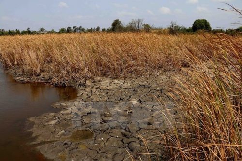 Một diện tích trồng cây bồn bồn ở thành phố Cà Mau bị nhiễm mặn nghiêm trọng (Ảnh: Kim Há/TTXVN)