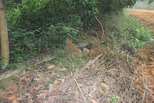 Những gốc thông còn sót lại khi Cty Lâm trường Đô Lương cho chặt phá rừng phòng hộ để bàn giao đất cho Cty 99.