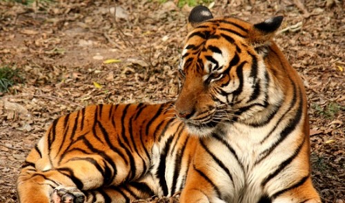 Kế hoạch “nhập khẩu hổ” trong vòng 2 năm vừa được chính quyền Campuchia thông qua hôm 23/3 với kinh phí lên tới 20 -50 triệu USD.