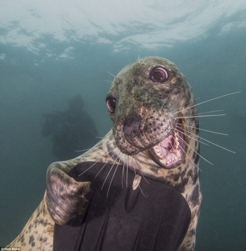 Nhiếp ảnh gia người Anh Nick Blake đã giành huy chương vàng với bức ảnh về con hải cẩu thân thiện