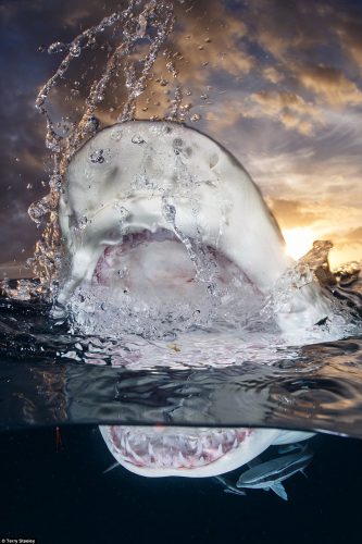 Terry Steeley với bức ảnh đáng sợ về hàm răng của cá mập chanh