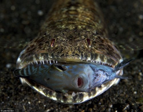 Nhiếp ảnh gia người Anh Luke Gordon ghi lại màn săn mồi của một con cá Clearfin Lizardfish