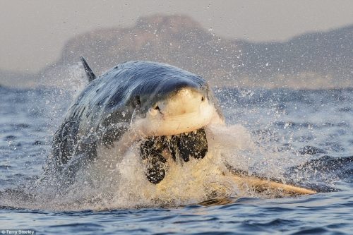 Terry Steeley ghi lại cảnh chú cá mập lao lên mặt nước để nuốt chửng con mồi