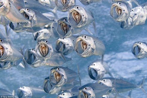 Bức ảnh thú vị về những con cá thu Ấn Độ ở Biển Đỏ giúp Terry Steeley để lại dấu ấn sâu đậm