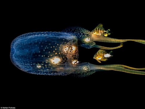 Bức ảnh về con sứa hộp của Stefan Follows chụp ở vùng biển ngoài khơi Sail Rock ở Thái Lan giành huy chương vàng