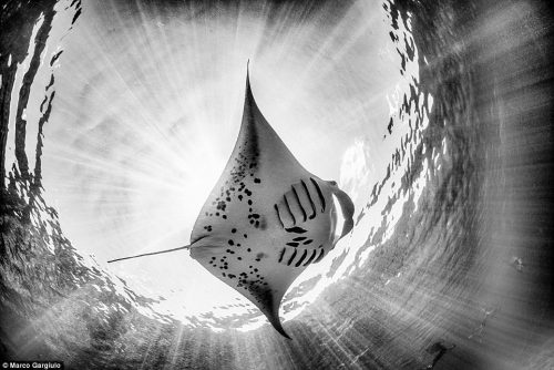 Bức ảnh chụp con cá đuối của Marco Gargiulo