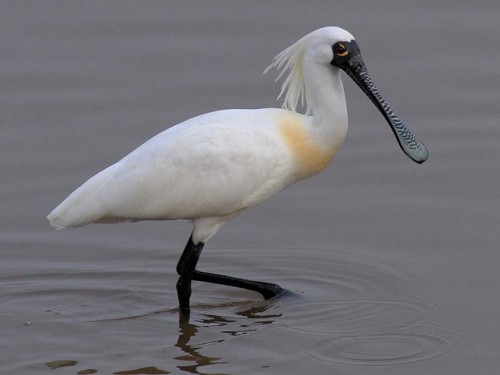 Loài cò mỏ thìa có trong Sách Đỏ Việt Nam 200 (Nguồn: carolinabirds.org)