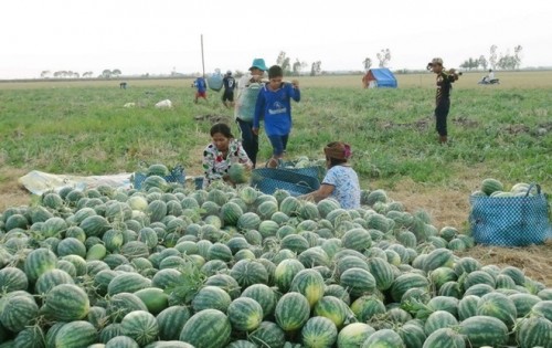 Nông dân thu hoạch dưa hấu (Ảnh: Chanh Đa/TTXVN)