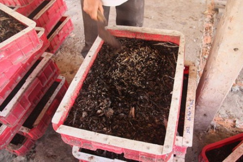 Ấu trùng ruồi lính đen đang “xơi” các chất thải hữu cơ