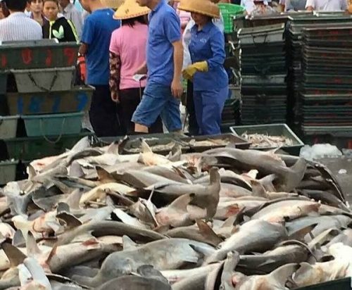 Hàng trăm con cá mập đầu búa quý hiếm bị bày bán với giá rẻ mạt tại Tam Á, Trung Quốc (Nguồn: hinews.cn)