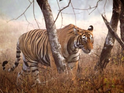 Số cá thể hổ hoang dã trên thế giới tăng (Nguồn: thehindu.com)