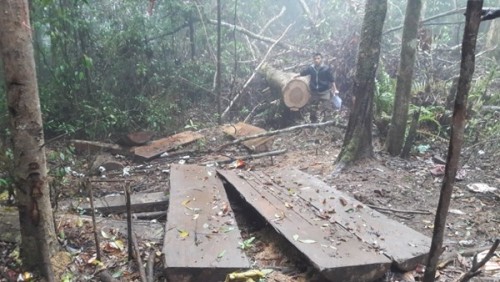 Lâm tặc công khai chọn cây to, gỗ tốt để đốn hạ. Ảnh Đình Văn.