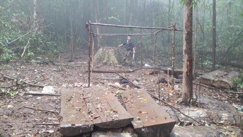 Một lán trại cũ đã được dời đi, tìm kiếm bãi khác để đốn hạ. Ảnh Đình Văn. 