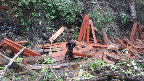 Gỗ nằm la liệt, chất đống. Ảnh Đình Văn.