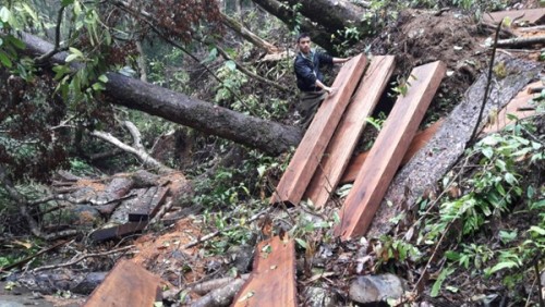 Lâm tặc tập kết rất nhiều bãi gỗ tại tiểu khu 502. Ảnh Đình Văn.