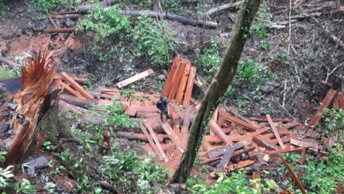 Ai đã tiếp tay cho lâm tặc tàn phá rừng lâm phần do Lâm trường Măng La quản lý? Ảnh Đình Văn.