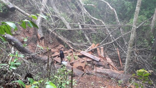 Rừng bị phá tan hoang mà cơ quan chức năng vẫn lặng thinh. Ảnh Đình Văn.