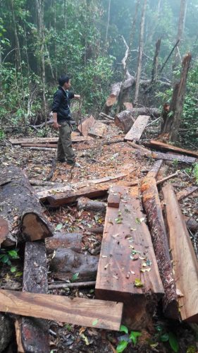 Nhiều bãi thân cây đã mục, hiển nhiên lâm tặc đã phá rừng trong một thời gian dài. Ảnh Đình Văn.