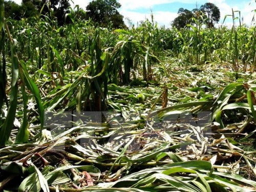 Voi rừng phá hoại ruộng ngô của người dân (Ảnh minh họa: Phạm Cường/TTXVN)