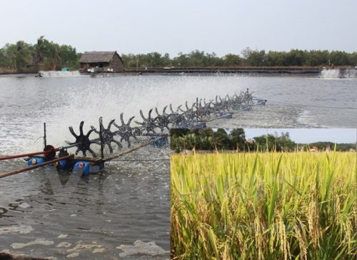 Mô hình lúa - tôm đang được kỳ vọng sẽ giúp người dân Đồng bằng sông Cửu Long phát triển bền vững. (Ảnh: Hùng Võ/Vietnam+)