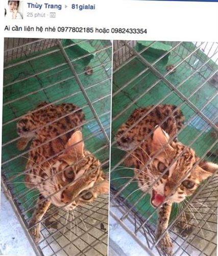 Cá thể mèo rừng- động vật đặc biệt quý hiếm nằm trong sách đỏ được rao bán trên Facebook.