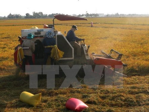 Lúa đông xuân tại huyện Long Mỹ bị nhiễm mặn, khô hạn, năng suất giảm từ 10-30%. (Ảnh: Huỳnh Sử/TTXVN)