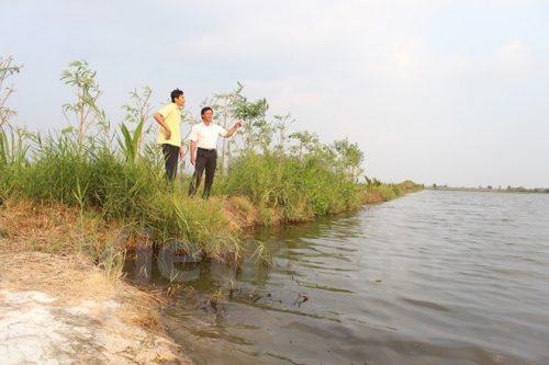 Thay vì cố "chống" lại mặn, nhiều hộ dân ở huyện U Minh Thượng, tỉnh Kiên Giang đã chuyển sang mô hình lúa-tôm, cho hiệu quả cao (Ảnh: Hùng Võ/Vietnam+)