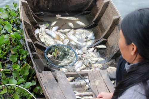 Một hộ nuôi cá bè vớt cá chết (Ảnh: Sỹ Tuyên/TTXVN)