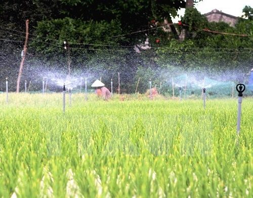 Vườn rau được trang bị hệ thống tưới nước tự động ở Quảng Ngãi (Ảnh: Phương Hoa/TTXVN)