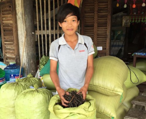 Chỉ cần trồng 1 vụ đậu xanh mùa khô hạn là một hộ dân ở Khánh Bình Tây đủ sống cả năm