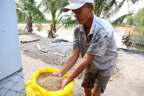 Nông dân huyện Hồng Dân, tỉnh Bạc Liêu thu hoạch lúa Sỏi trồng thử nghiệm cho năng suất cao trên ruộng nhiễm mặn (Ảnh: Ca Linh)