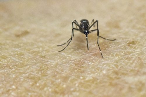 Muỗi Aedes Aegypti, vật trung gian lây truyền virus Zika (Nguồn: AFP/TTXVN)