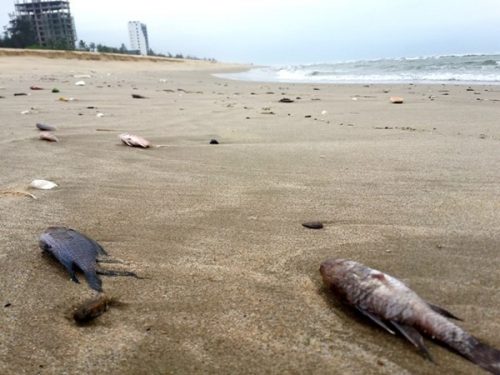Cá chết trôi dạt vào bờ dọc bờ biển Nhật Lệ (Ảnh: Lê Phi Long/Lao Động)