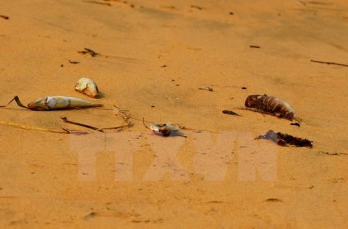 Cá chết hàng loạt tại vùng biển Quảng Bình (Nguồn ảnh: TTXVN)