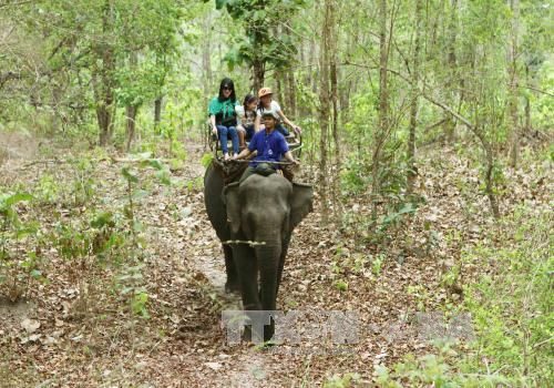 Du khách cưỡi voi đi trong Vườn Quốc gia Yok Đôn (Ảnh: Dương Giang - TTXVN)