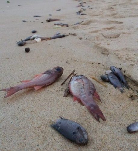 Cá chết hàng loạt được phát hiện tại bờ biển Quảng Bình (Ảnh: Hoàng Phúc/nld.com.vn)
