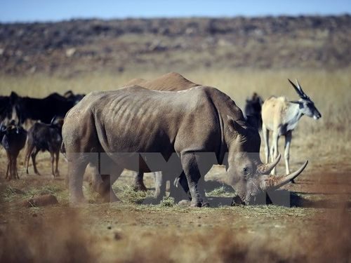 Tê giác tại khu Bảo tồn Thiên nhiên Tê giác và Sư tử ở Krugersdorp, phía bắc Johannesburg, Nam Phi (Nguồn: AFP/TTXVN)