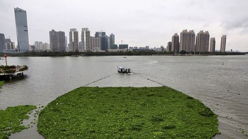 Một vùng nước bị ô nhiễm ở Quảng Đông (Nguồn: Reuters)