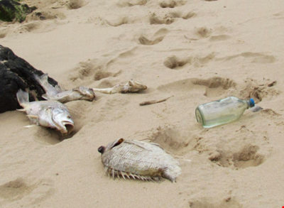 Cá chết trên bãi biển Hà Tĩnh (Ảnh: Internet)
