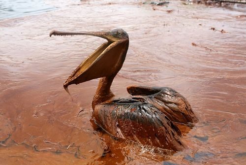 Một chú bồ nông bơi trong dầu ở đảo Queen Bess, Pelican Rookery, Louisiana do ảnh hưởng của việc khoan dầu ở Deepwater Horizon (Nguồn: techinsider)