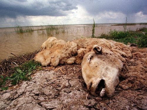 Một chú cừu đang bị phân hủy ở công viên quốc gia Donana (Tây Ban Nha). Đây là kết quả của việc nhiễm axit độc hại từ mỏ khai thác gần đó. Chất thải đã hủy diệt hệ sinh thái xung quanh. (Nguồn: Techinsider)