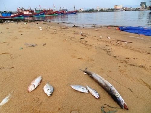 Cá mới chết trôi dạt vào bờ sông Nhật Lệ (TP.Đồng Hới, Quảng Bình) sáng 25.4 (Ảnh: Lê Phi Long)
