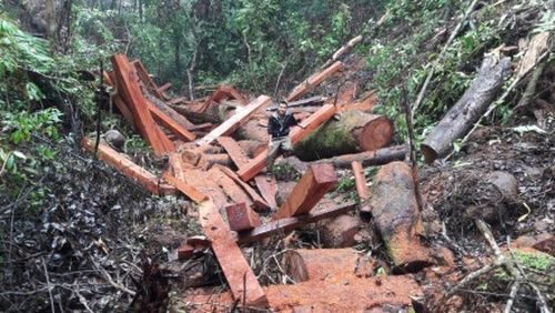 Rừng Kon Tum, giáp ranh Gia Lai bị tàn phá (Ảnh: Đình Văn/Lao Động)