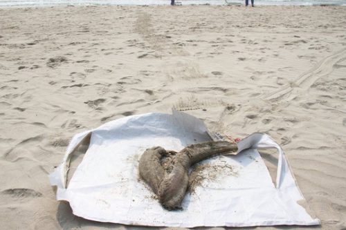 Cá chết dạt vào biển Đà Nẵng sáng 27-4 