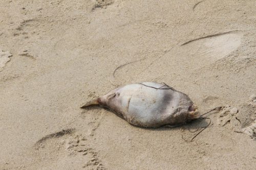 Cá chết ở biển Đà Nẵng có nhiều con khá lớn