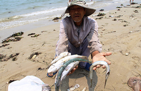 Người dân huyện Phú Lộc, Thừa Thiên-Huế thu nhặt cá chết bên bờ biển (Ảnh: AFP)