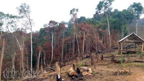 Cây rừng bị người dân đốn hạ để lấy diện tích đất trồng cây.