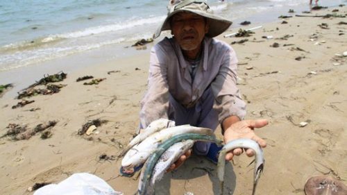  Người dân các vùng biển miền Trung lao đao vì cá chết hàng loạt