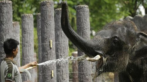 Nhân viên vườn thú phun nước làm mát cho voi ở vườn thú Dusit ở Bangkok (Nguồn: AP)